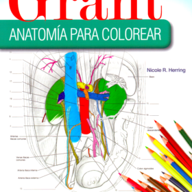 Grant – anatomia para colorear